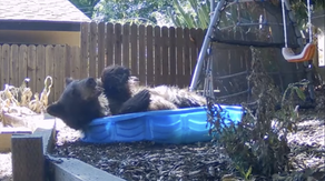 California bear frolics in kiddie pool for cool escape from triple-digit Los Angeles heat